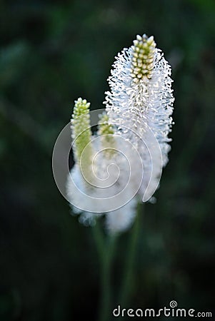 Greater Plantain or fleaworts Plantago major plant white fluffy flowers blooming on blurry dark background Stock Photo