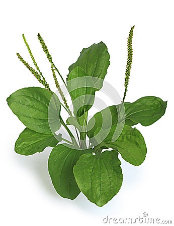 Greater Plantain (Plantago major) Stock Photo