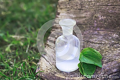 Greater plantain, Plantago, plantains or fleaworts green leaves next to clear bottle with an elixir cork Stock Photo