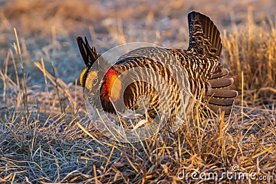 Greater Prairie Chicken Stock Photo