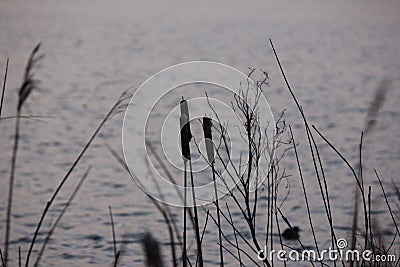 Greater reedmace. Stock Photo