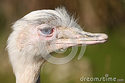 Greater Rhea bird Stock Photo