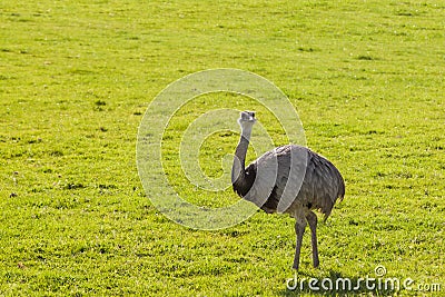 A Greater Rhea Bird Stock Photo