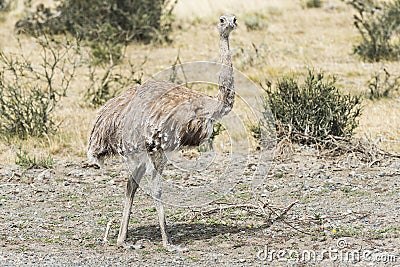 Greater rhea - nandu - bird in grassland pampa near Torres del Paine Stock Photo