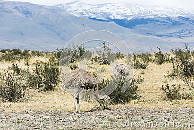 Greater rhea - nandu - bird in grassland pampa near Torres del Paine Stock Photo