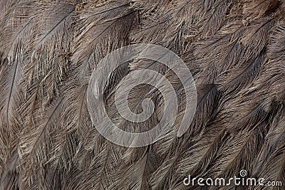 Greater rhea Rhea americana. Plumage texture. Stock Photo