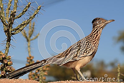 Greater Road Runner Stock Photo