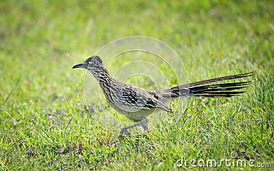 The greater roadrunner bird running in the grass Stock Photo