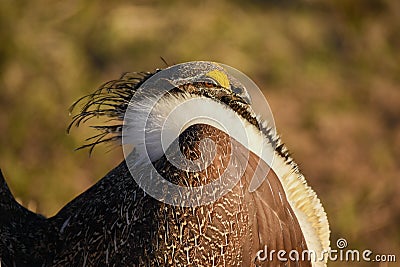 Greater Sage Grouse Beautiful Detail Ruff And Head Plumage Stock Photo