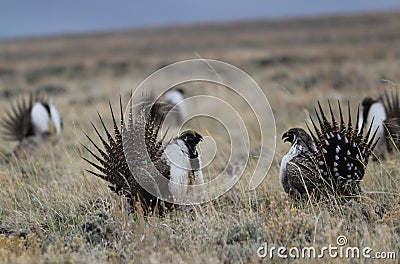 Greater Sage-Grouse Centrocercus urophasianus at a Lek in SE Wyoming. 9 Stock Photo