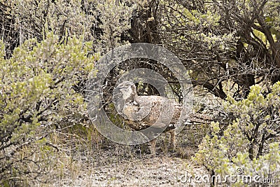 Greater Sage Grouse Hen Walking In Sagebrush Stock Photo