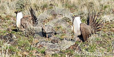 Greater Sage Grouse Stock Photo