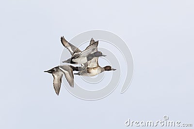 Greater scaup duck Stock Photo