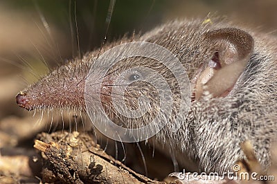 Greater shrew with white teeth Crocidura russula Stock Photo