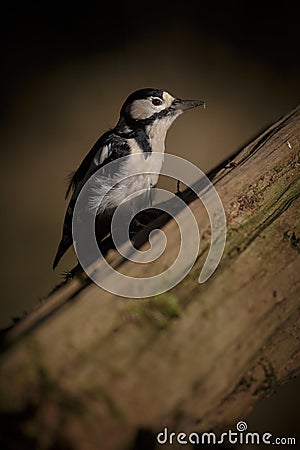 Greater spotted woodpecker in sunlight Stock Photo