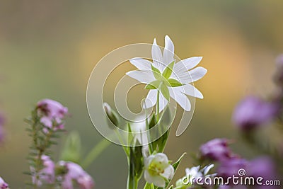 Greater stitchwort flowers Stock Photo