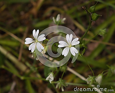 Greater Stitchwort Wild Flower Stock Photo