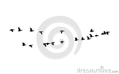 Greater white-fronted goose wedge in flight. Vector silhouette a flock of birds Vector Illustration