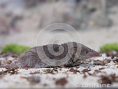 Greater white-toothed shrew (Crocidura russula) Stock Photo
