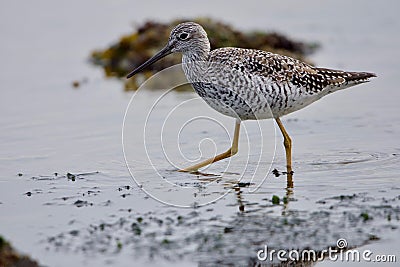Greater yellow legs strides through shallow water Stock Photo