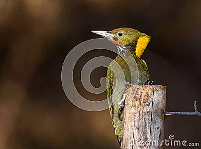 Greater yellow nape woodpecker Stock Photo