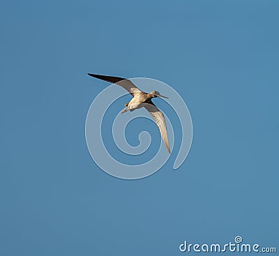 Greater Yellowlegs flying in the sky Stock Photo