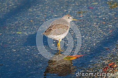 Greater Yellowlegs resting at seaside Stock Photo