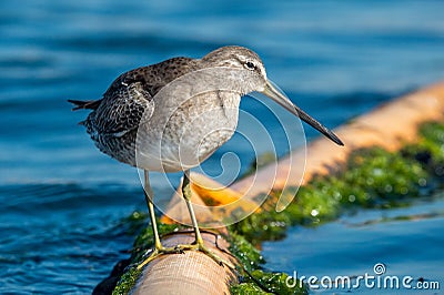 Greater Yellowlegs stands on industrial baffle Stock Photo
