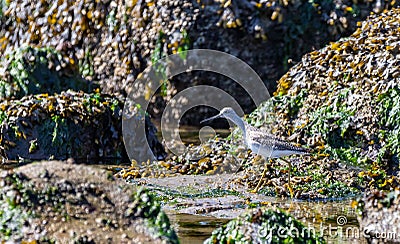 Greater yellowlegs ` Tringa melanoleuca ` Stock Photo