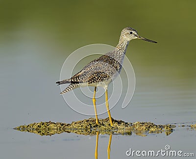 Greater Yellowlegs (Tringa Melanoleuca) Stock Photo