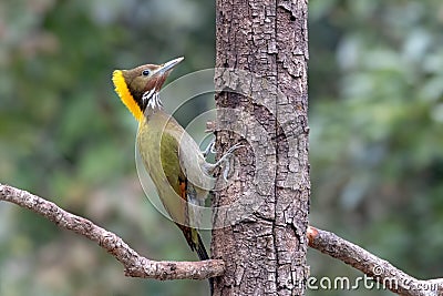 Greater Yellownape photographed in Sattal, India Stock Photo