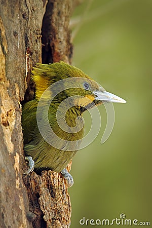 Greater Yellownape, Picus flavinucha, on the tree hole nest, detail portrait of green woodpecker, India Stock Photo