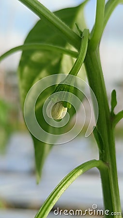 The greatest hope of a farmer& x27;s long journey Stock Photo