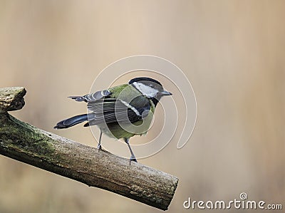 Greattit a Garden Bird perched on a branch Stock Photo