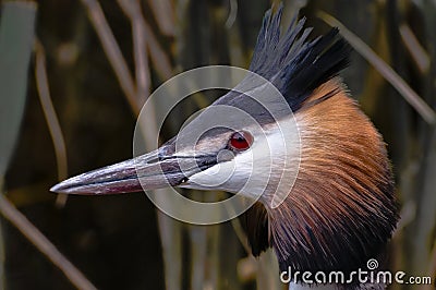 Grebe on her nest Stock Photo