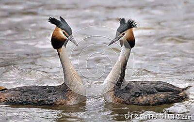 Grebes couple Stock Photo