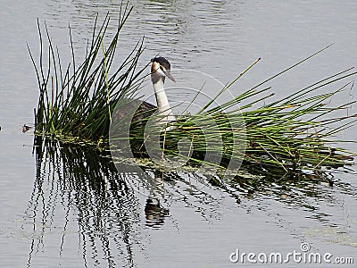 Grebes couple on their nest Stock Photo