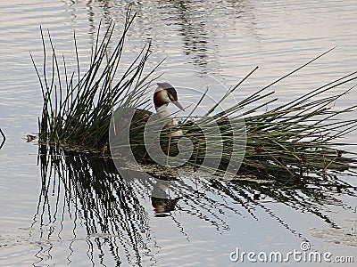 Grebes couple on their nest Stock Photo