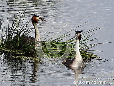 Grebes couple on their nest Stock Photo