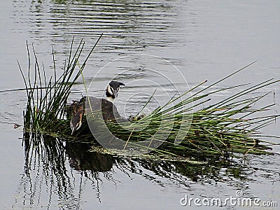 Grebes couple on their nest Stock Photo