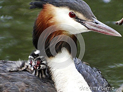 Grebes couple on their nest Stock Photo