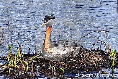 Grebes mom on nest Stock Photo