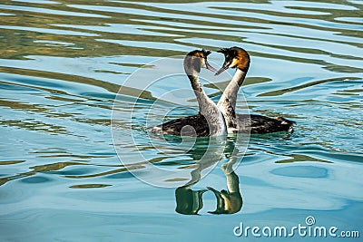 The Grebes & x28;Podicedidae& x29; in Wairepo Arm Stock Photo