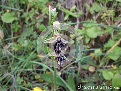 Grecian spider orchid Stock Photo