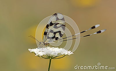 Grecian streamertail resting on a flower Stock Photo