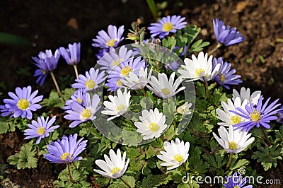 Grecian windflower Stock Photo