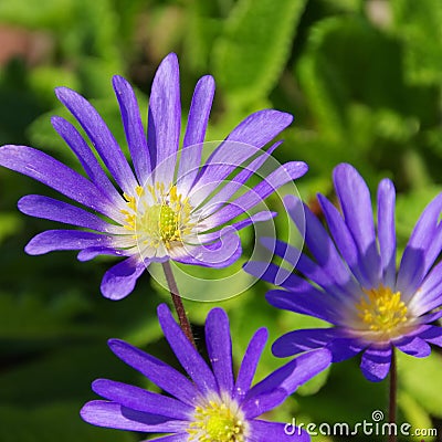 Grecian windflower Stock Photo