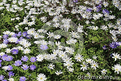 Grecian Windflowers - Anemone Blanda Stock Photo