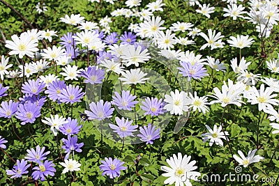 Grecian Windflowers - Anemone Blanda Stock Photo