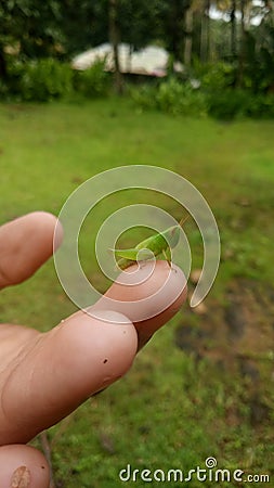 Gree grass chopper in finger Stock Photo
